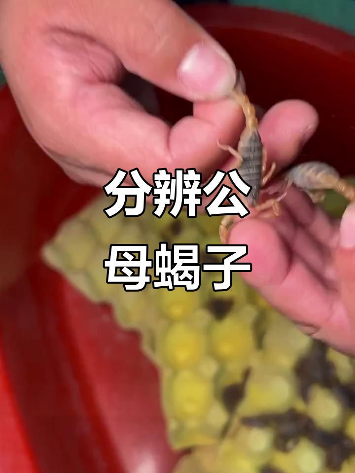 公母蝎子如何区分?一看就懂