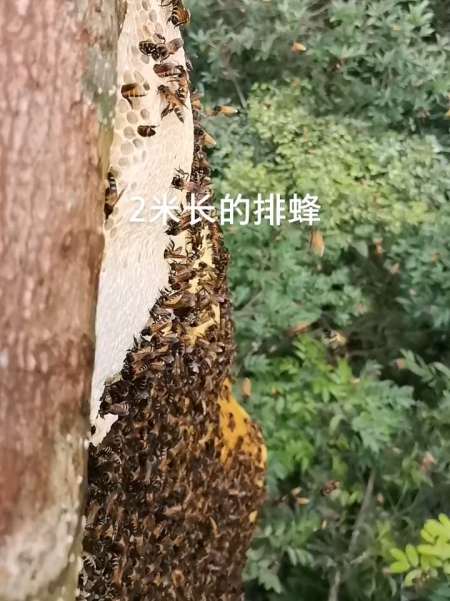 大排蜂蜂王图片