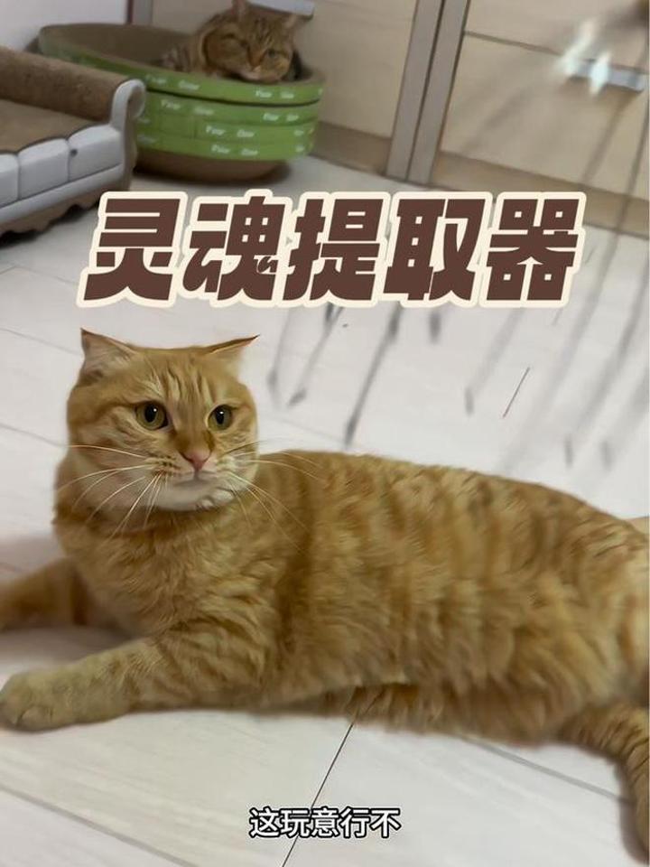 买了灵魂提取器稍微不要被猫发现!