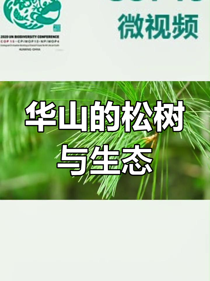 华山松林:生物多样性与自然之美