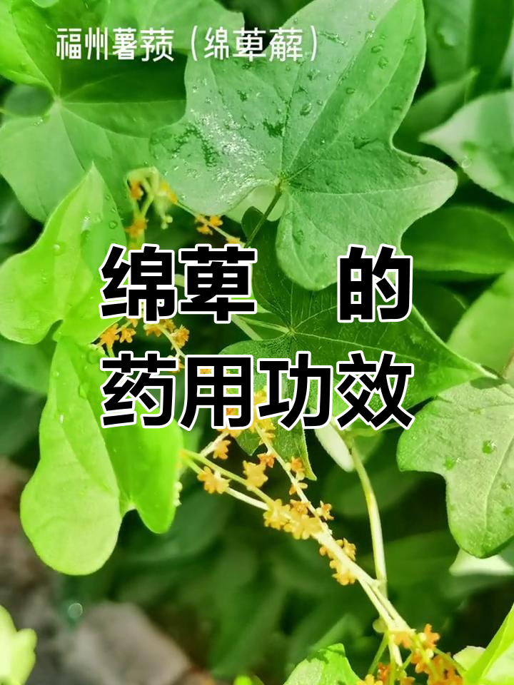 福州薯蓣的根茎药用价值