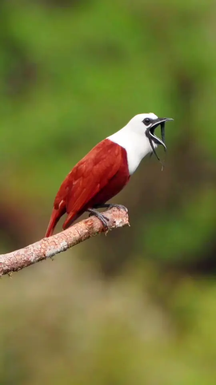 肉垂钟伞鸟,他的喙上挂着三根像鞭子的肉垂