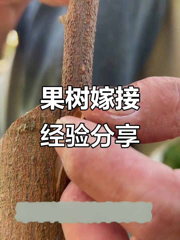 春季果树嫁接技巧,轻松掌握龙眼树嫁接方法