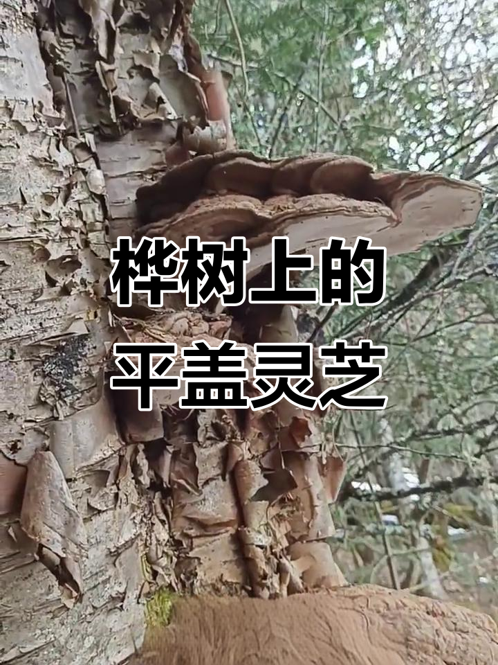 在桦树上发现几朵灵芝,形态奇特如瓶盖