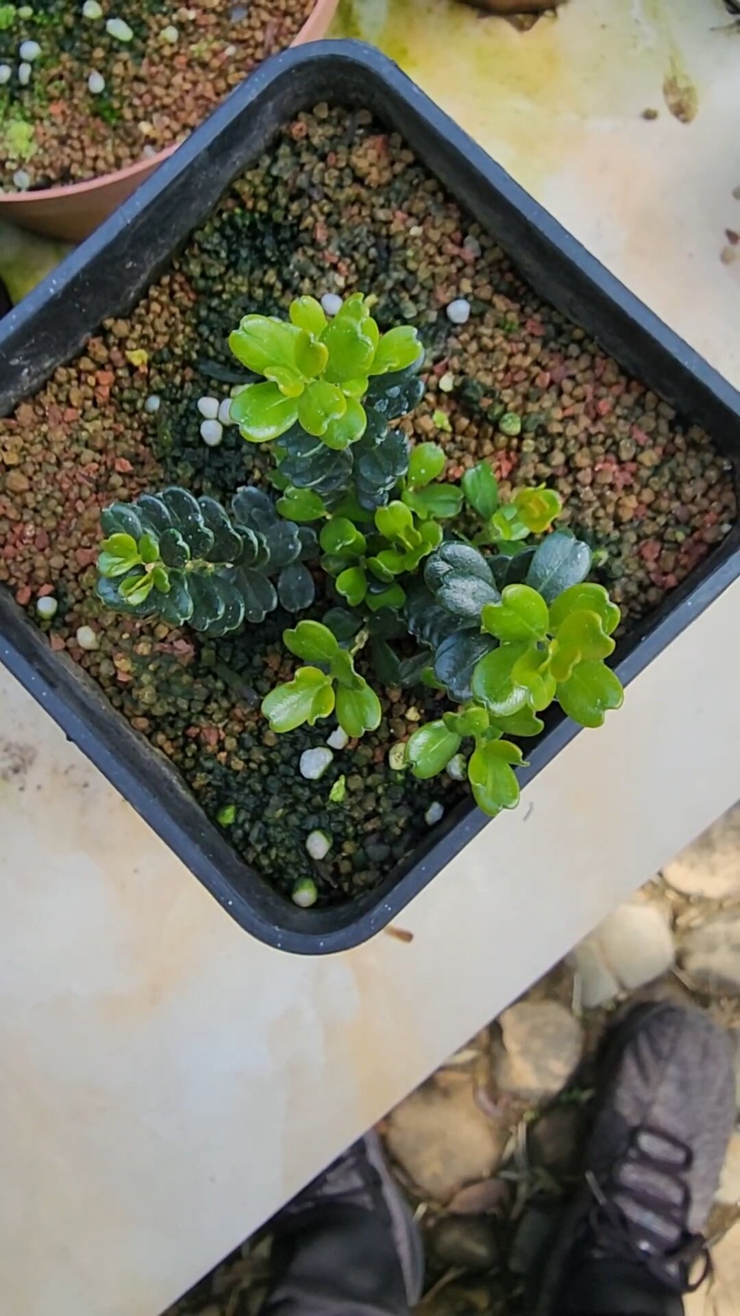 凤凰山米叶黄杨的天花板品种:赛珍珠