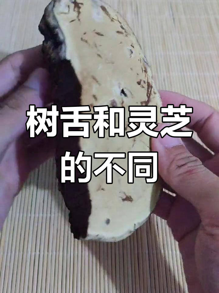 树舌与灵芝的区别解析