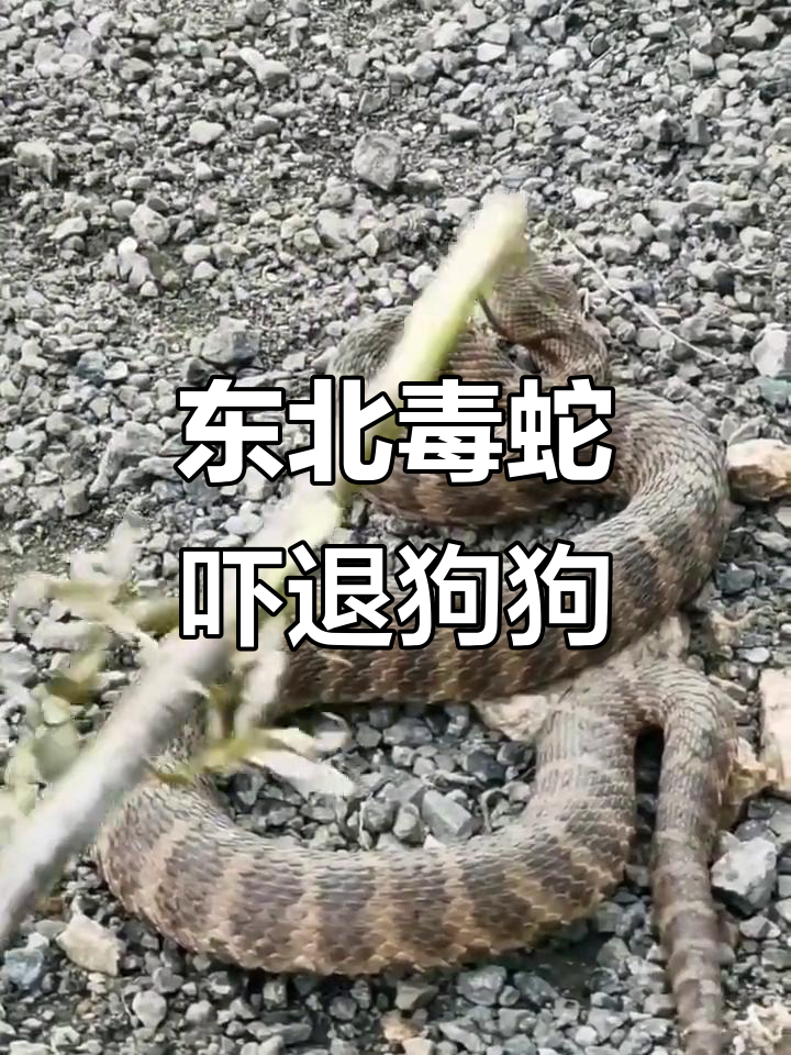 东北毒蛇警告!狗不敢接近,舌头一吐太可怕