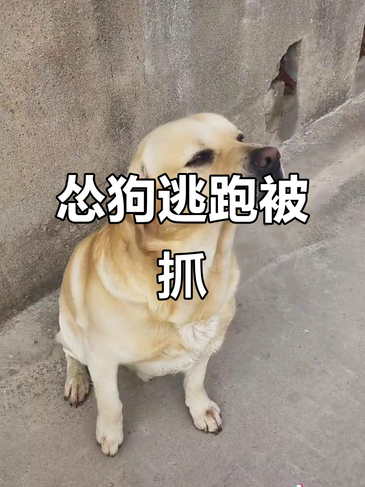 怂狗逃跑被抓,表情超搞笑