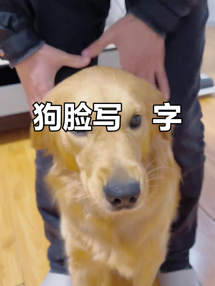 金毛萌宠挑战头木马,囧字表情超有趣