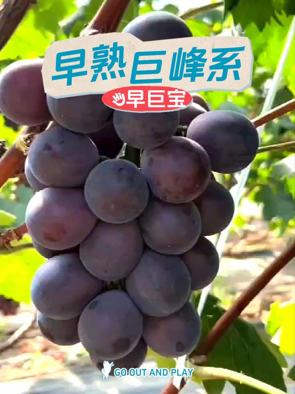 早巨宝葡萄简介图片