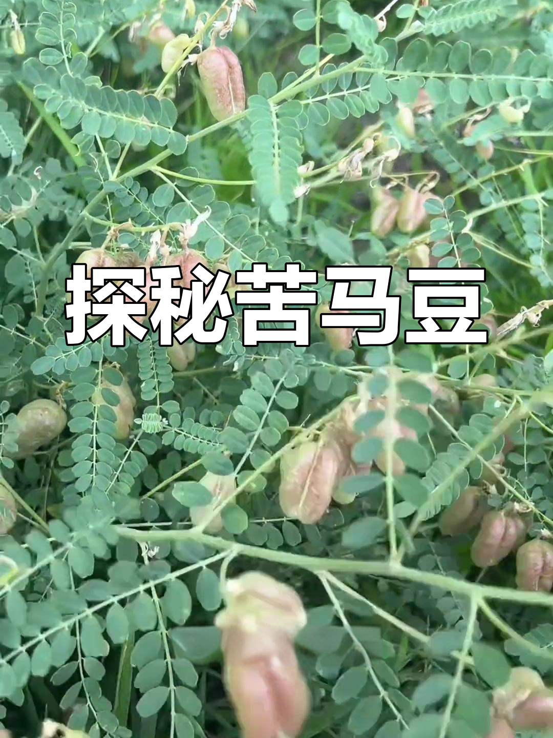 苦马豆:一种神奇的草本植物,带你了解它的独特魅力
