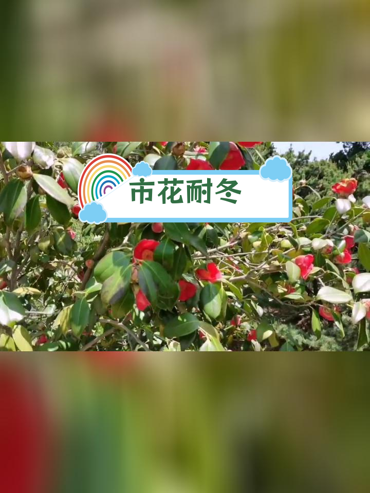 青岛市市花耐冬象征图片