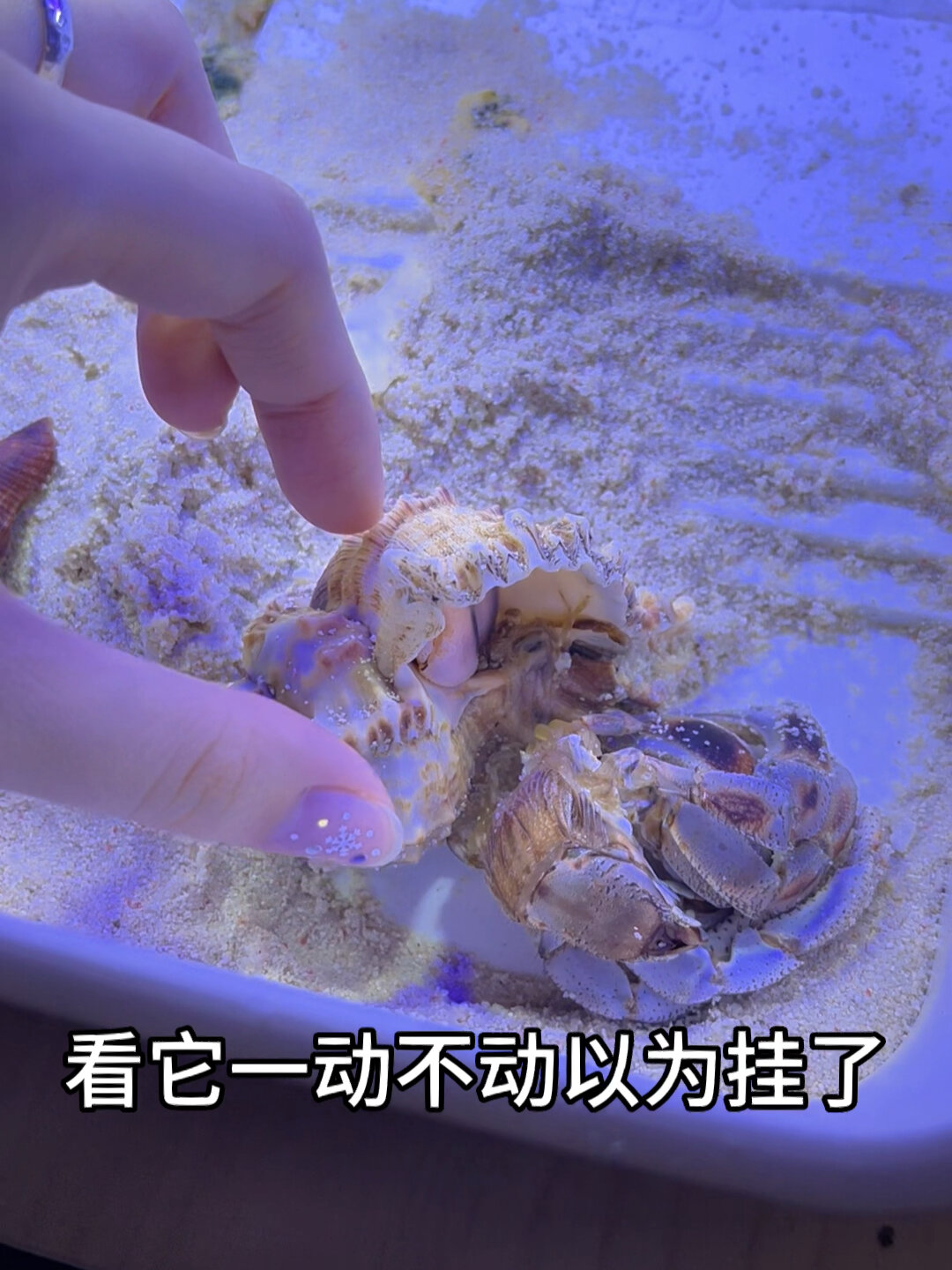 进来看寄居蟹蜕壳!