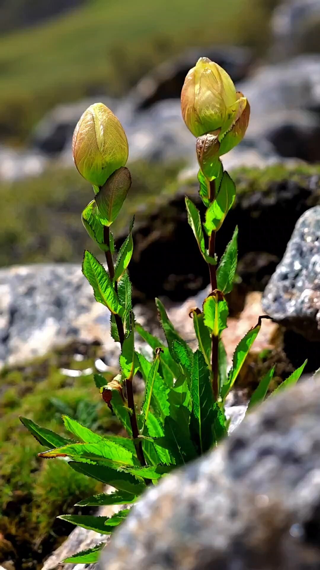 喜马拉雅山脉上稀有高原植物大集合