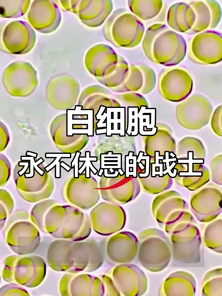 白细胞如何守护你的健康?显微镜下揭示他们的努力与勇敢