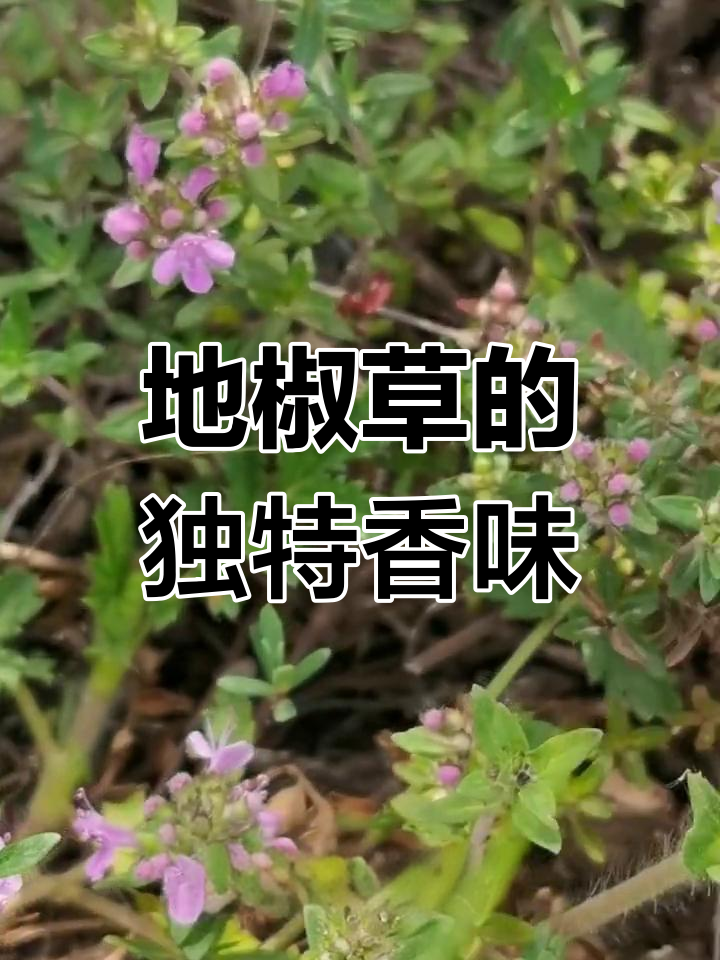 陕北地椒草:夏季香气四溢,羊肉油饼必备佐料