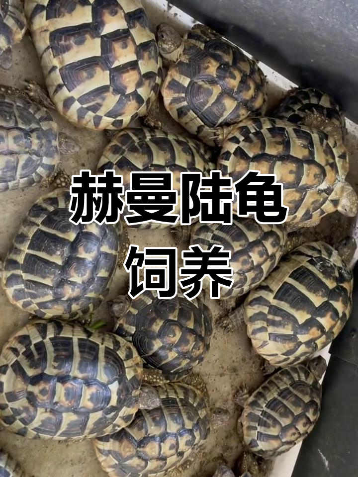 合法养殖赫曼陆龟