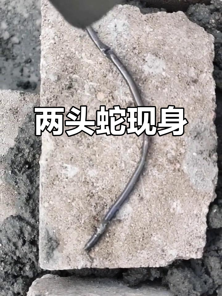 广州工地惊现两头蛇,筷子大小令人惊讶!