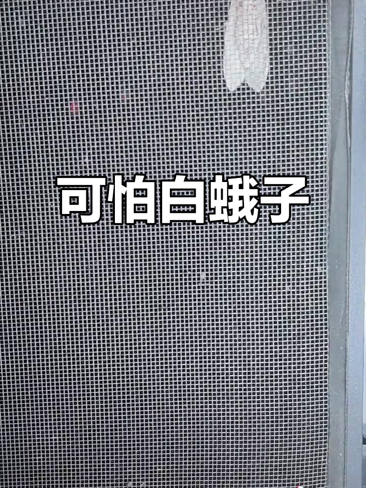 这只白色蛾子五官太恐怖,吓得我都不敢靠近
