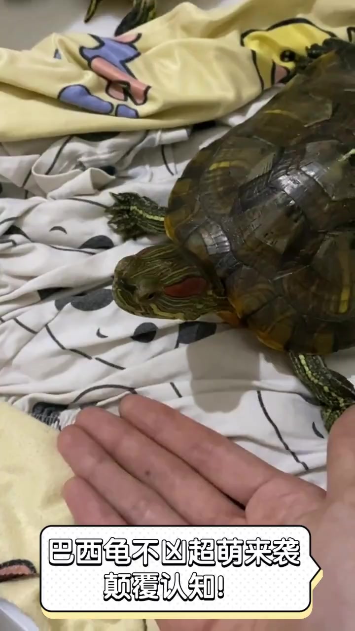 巴西龟不凶超萌来袭,颠覆认知!