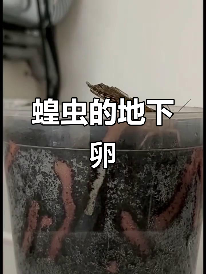 蝗虫竟然把卵产在地下,揭秘它们的生育方式