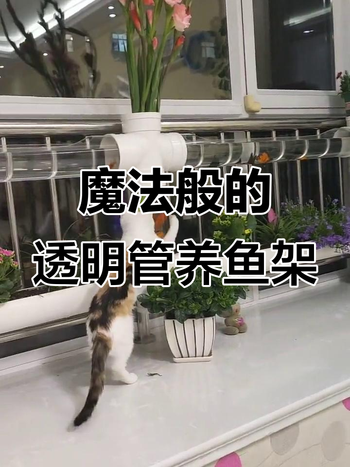 透明管养鱼架,春暖花开的美好时光