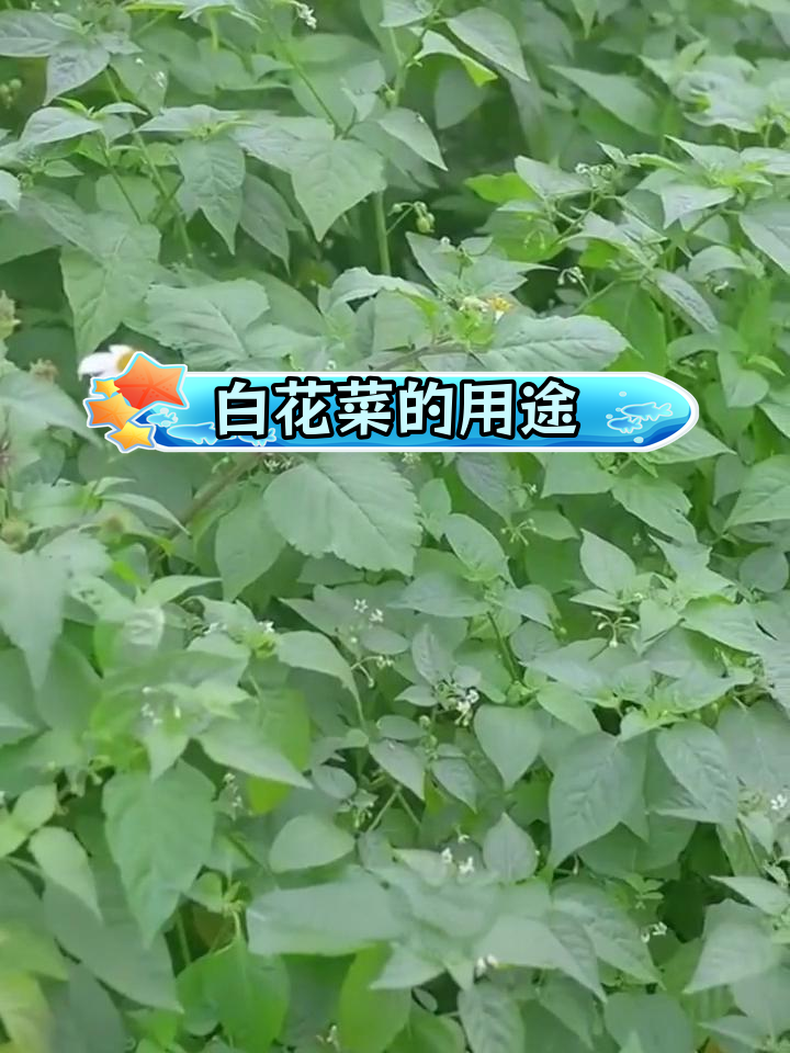 广西百花菜图片