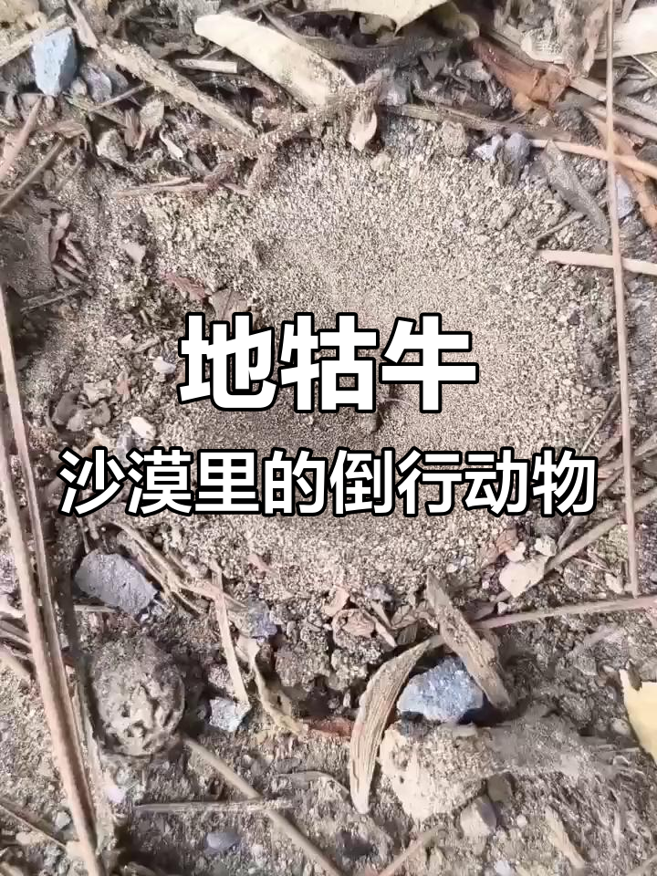 雪地中的神秘倒退牛,沙丘上的奇特生物