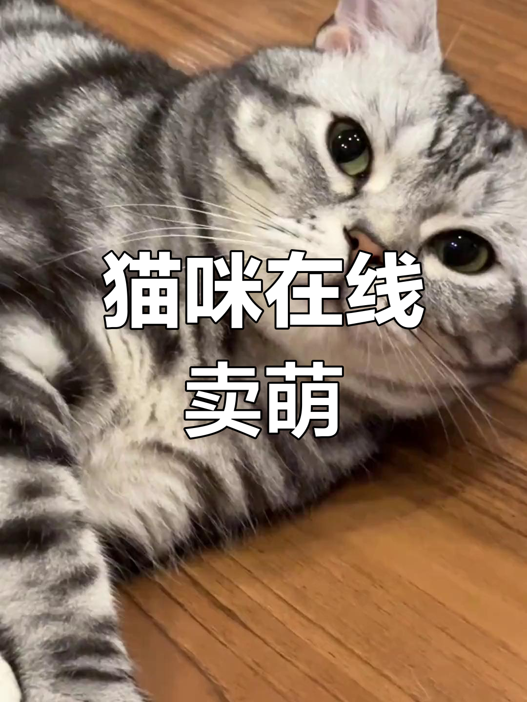 小猫咪撒娇求亲亲,萌态十足
