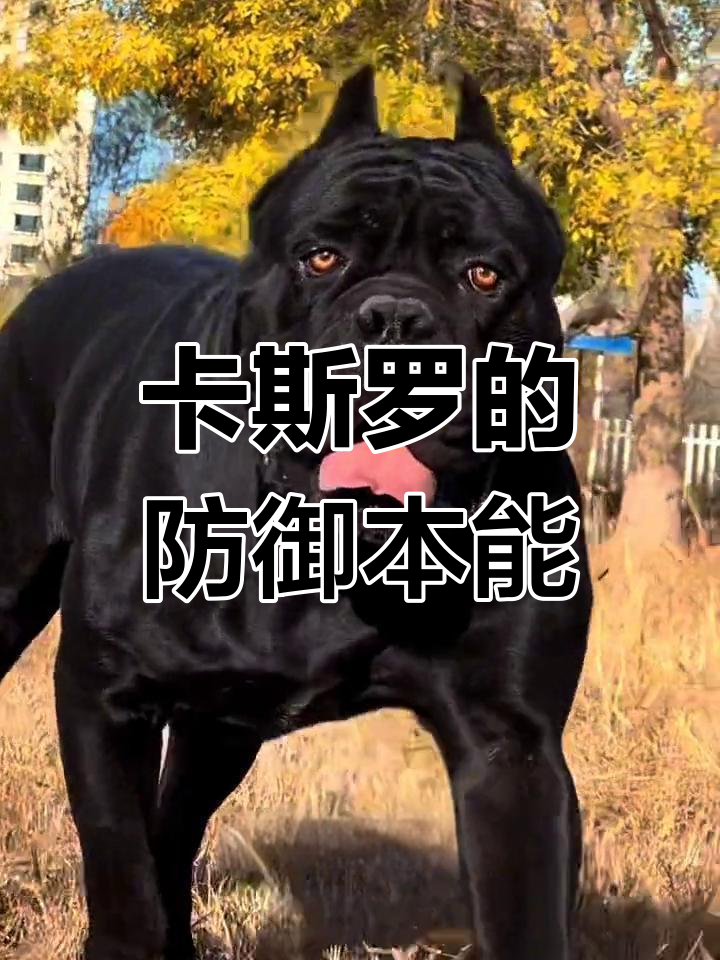 卡斯罗犬爆头前后照片图片