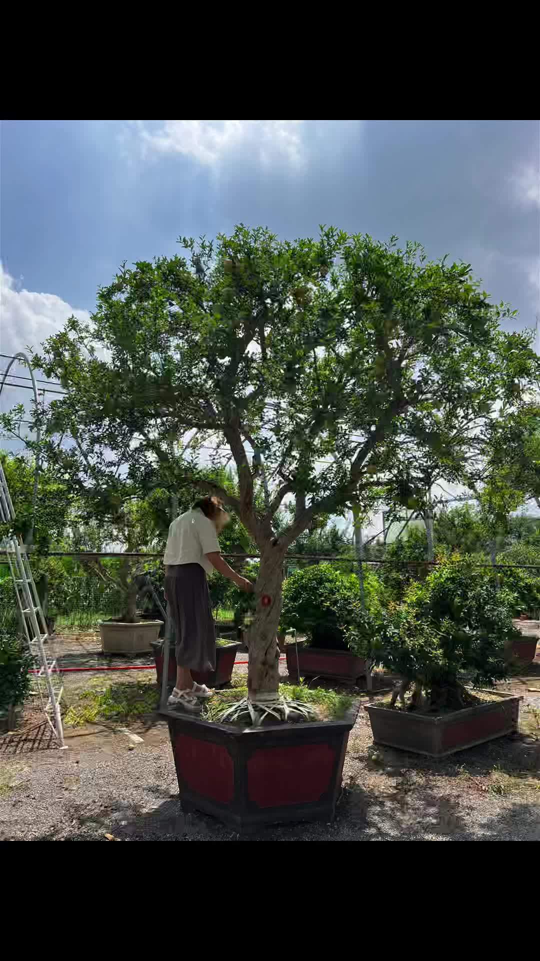 大紅袍石榴景觀樹,樹形漂亮滿樹果子 石榴樹 庭院設計 新農人計劃2023