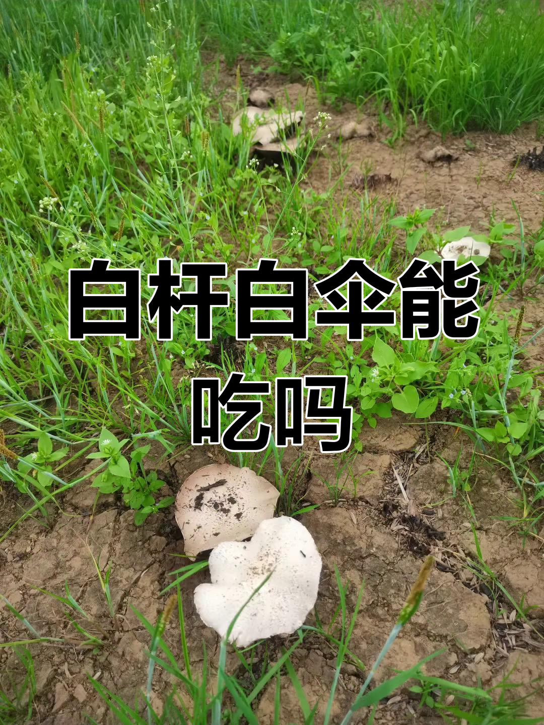 乡间白伞菌,能吃吗?