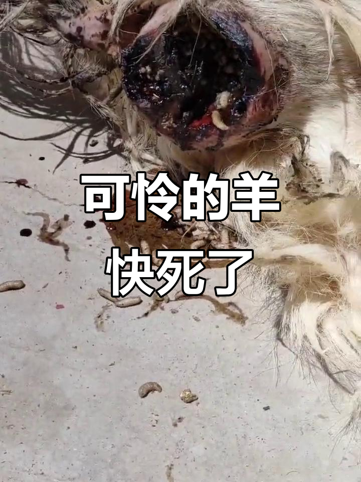 羊被蛆虫困扰,生死一瞬!