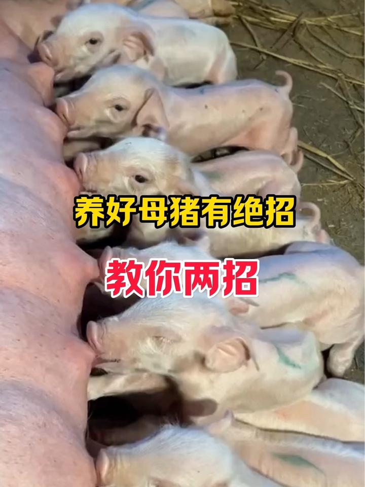 养猪人加油干,猪病防控