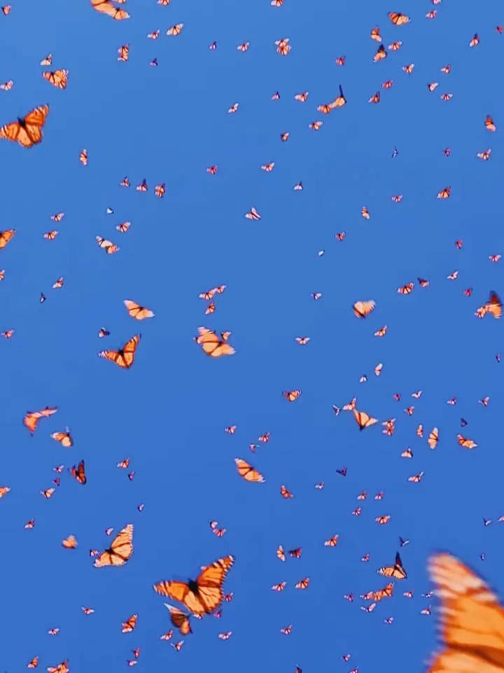 蝴蝶满天飞预示着好运来