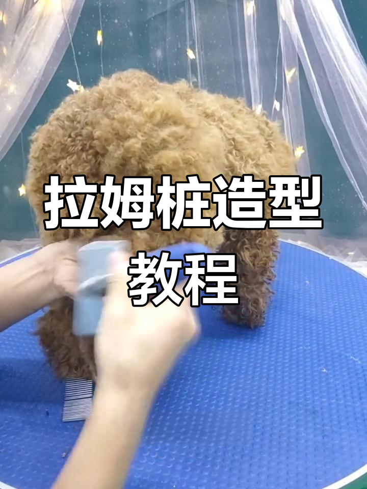 贵宾犬拉姆装造型全攻略,洗澡,修剪一气呵成