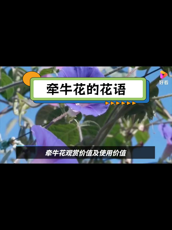 牵牛花的寓意图片