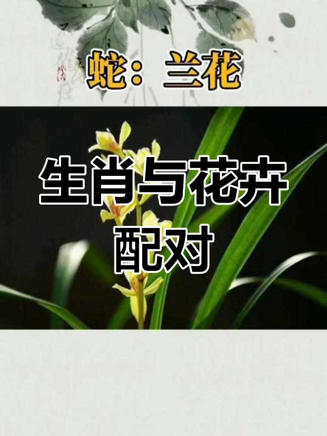 十二生肖的幸运花,看看你属于哪一种?