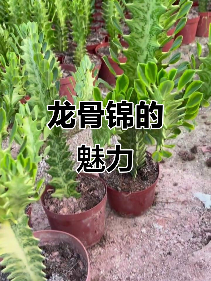 巴西龙骨锦:独特三手臂造型,美丽颈路展示