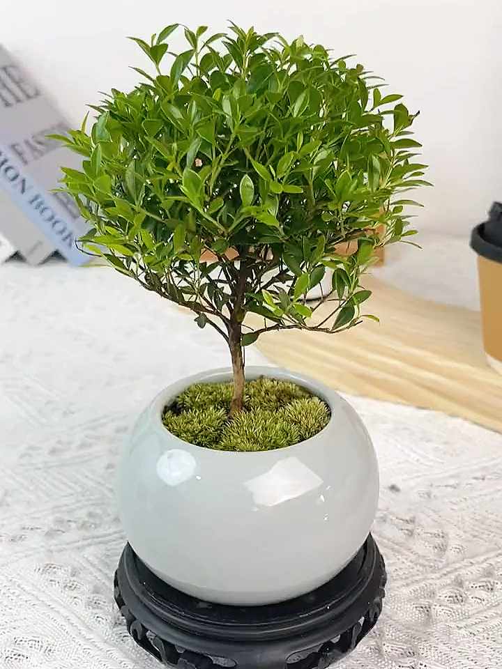 我想偷偷告诉你这款小叶赤楠真的很好养