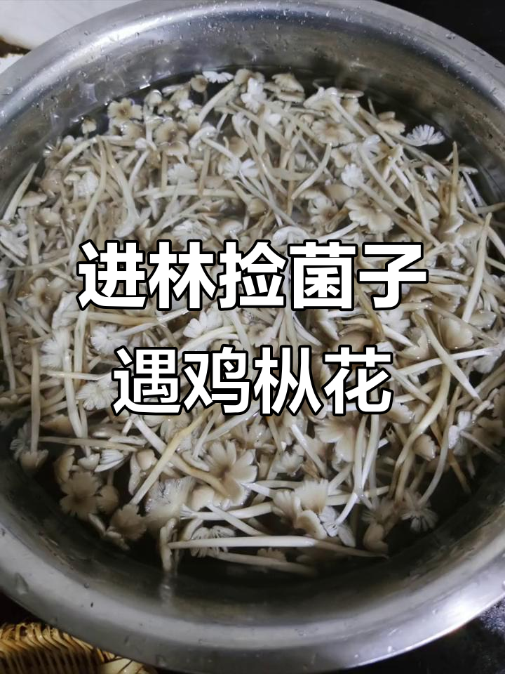 刚进林就发现大片鸡枞花,口感鲜美但清洗超难