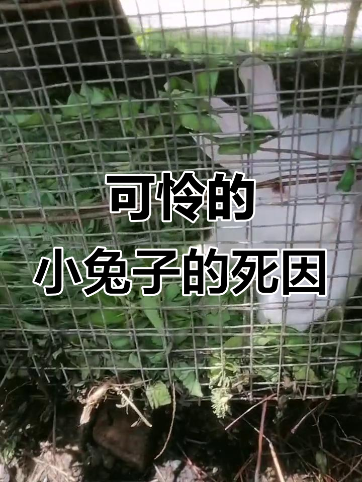 小兔子突然死亡,原因竟是这些?