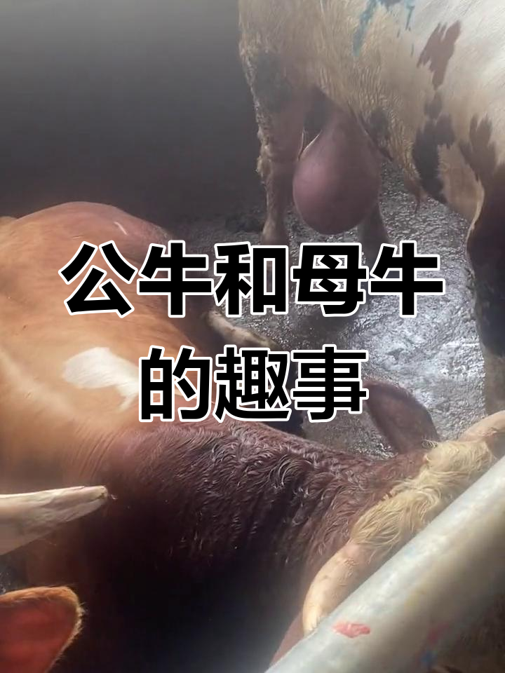 母牛公牛结婚图片