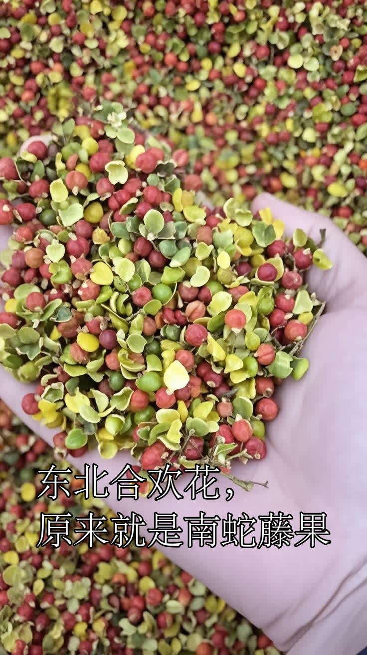 东北合欢花,原来就是南蛇藤果