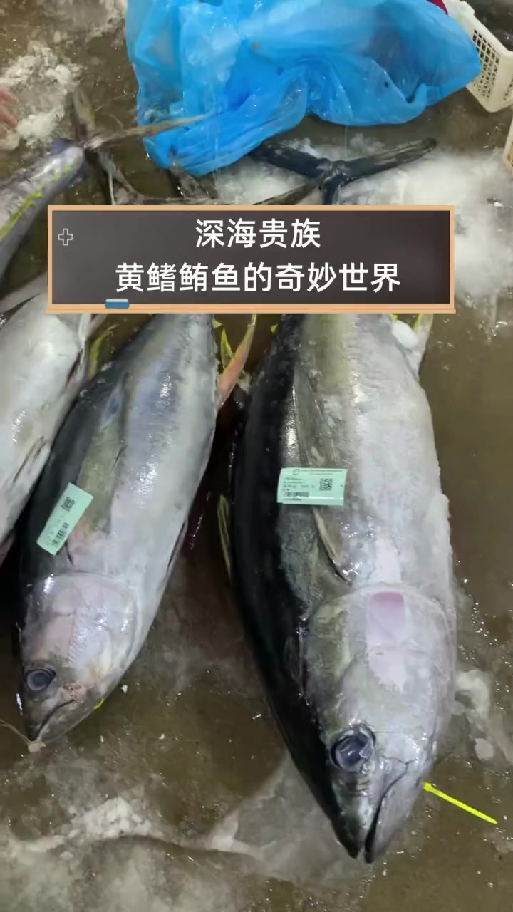 深海贵族,黄鳍鲔鱼的奇妙世界