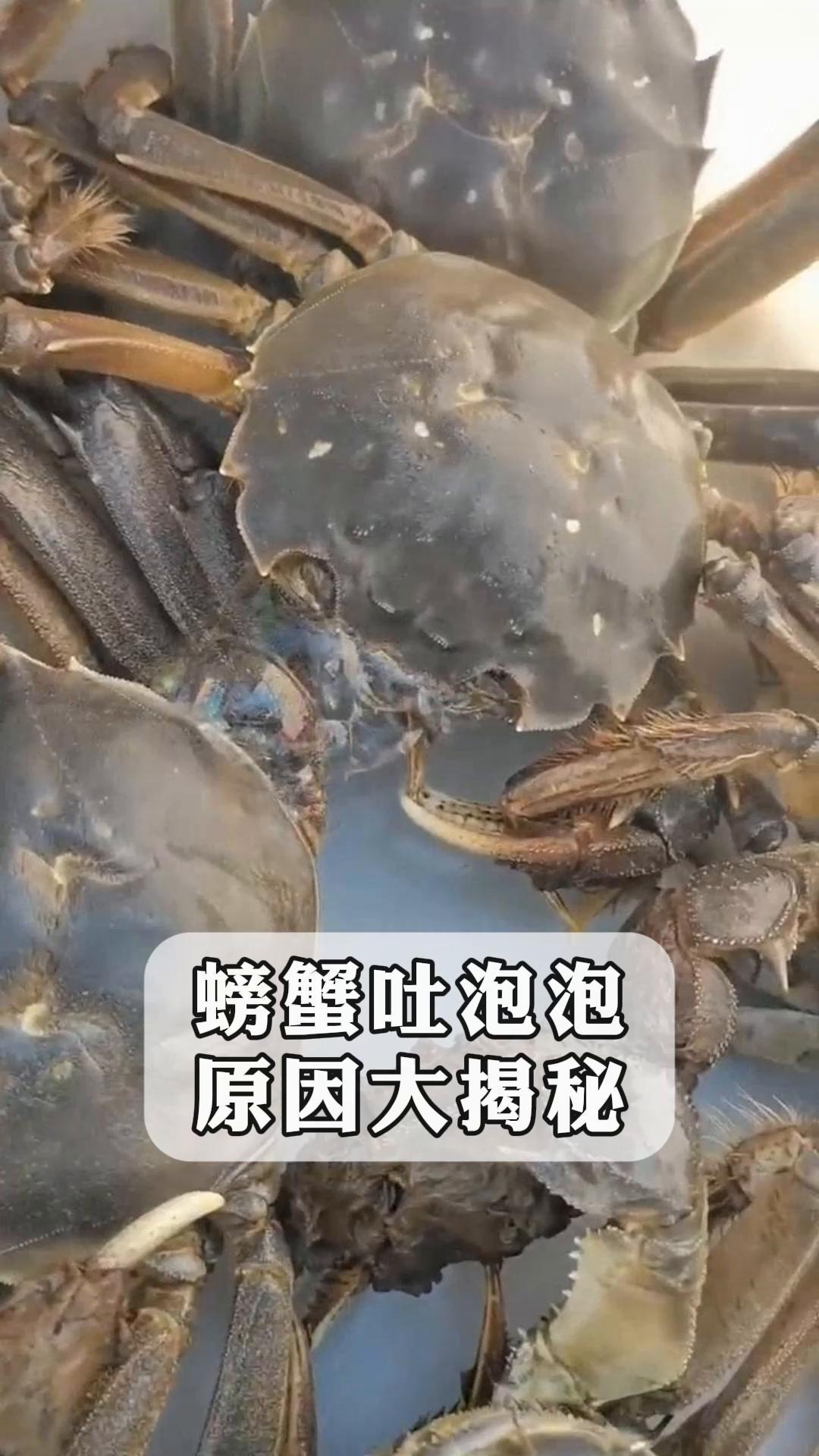 螃蟹吐泡泡