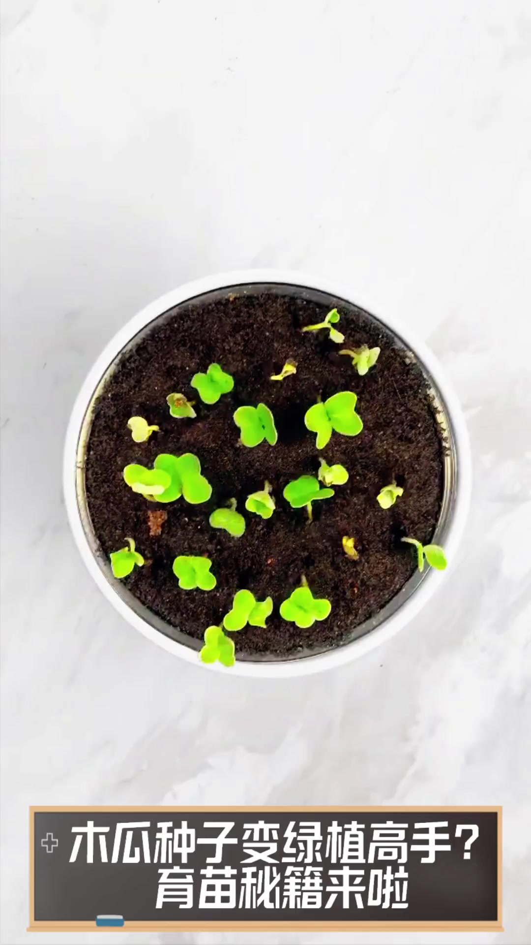 木瓜种子变绿植高手?育苗秘籍来啦