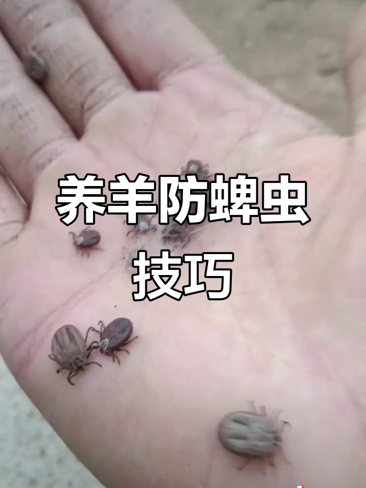羊身上常见蜱虫危害,如何防治血液原虫病