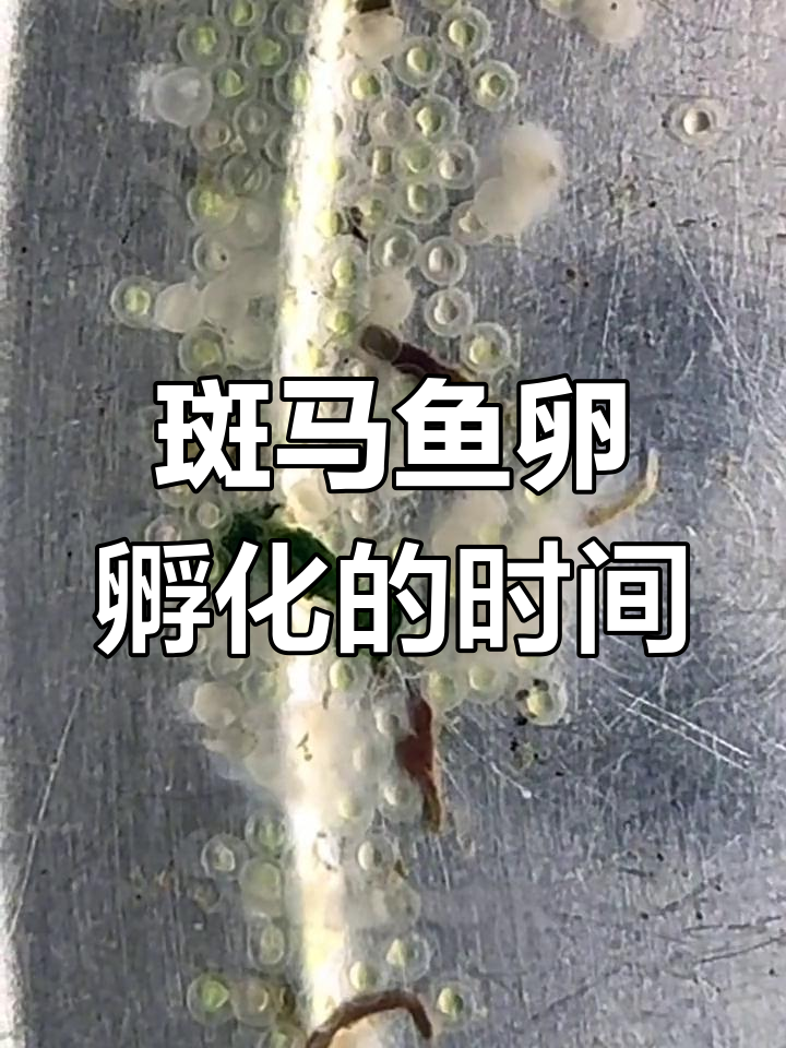 斑马鱼卵孵化需要多久?这些条件必须满足