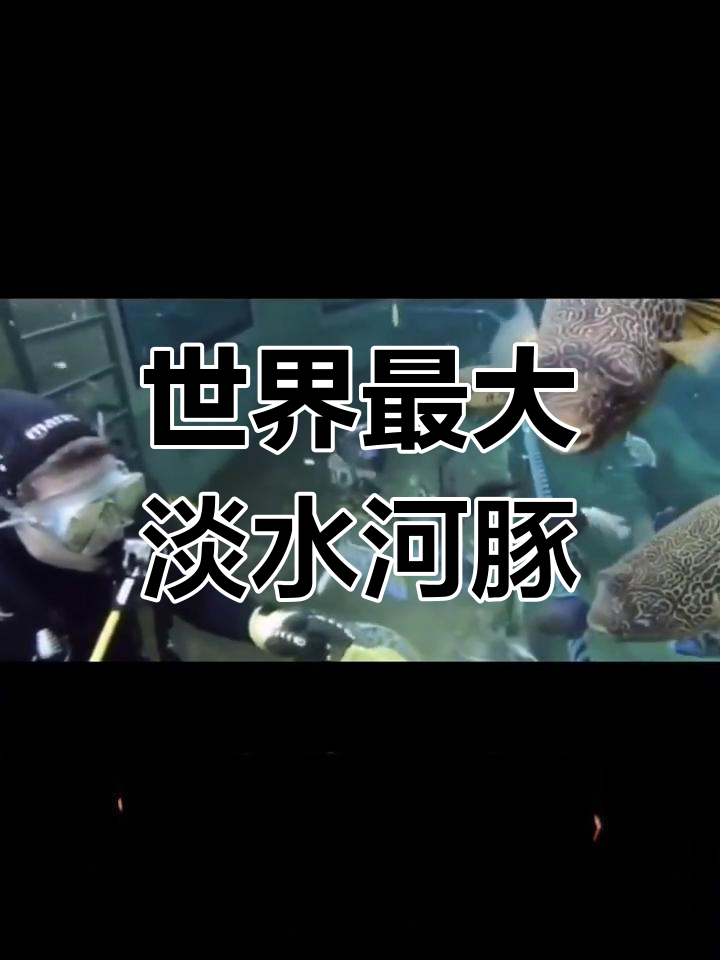 探秘皇冠狗头:世界最大淡水河豚,刚果河流域的珍稀宝藏